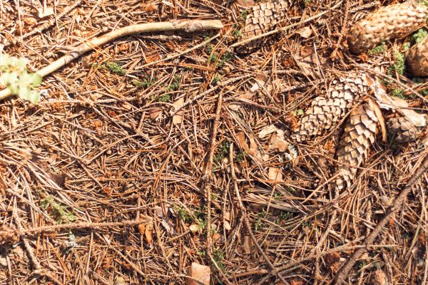 Pine Needles Removal in Zionsville