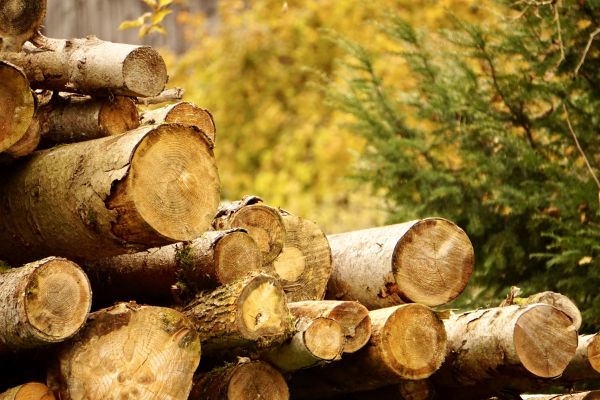 Wood Pile Removal in Zionsville