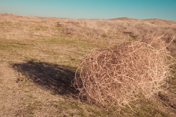 Tumbleweed Removal in Zionsville
