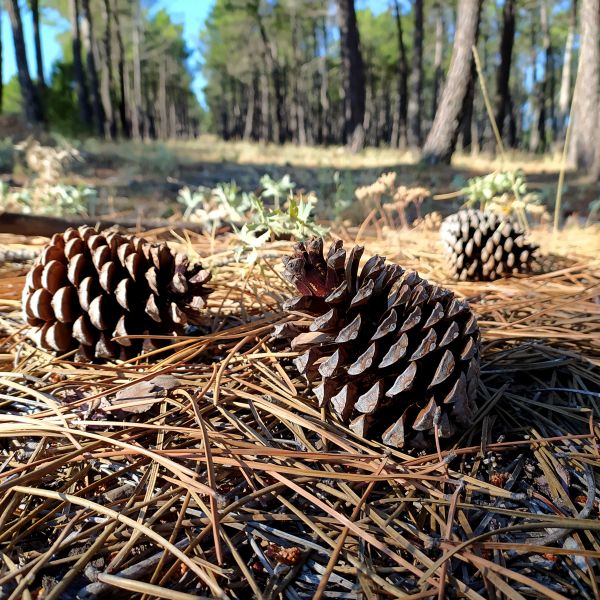 Pine Cone Removal in Zionsville