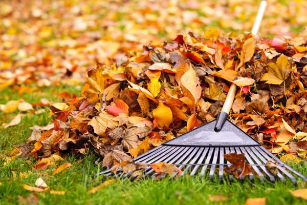 Yard Leaf Removal in Zionsville