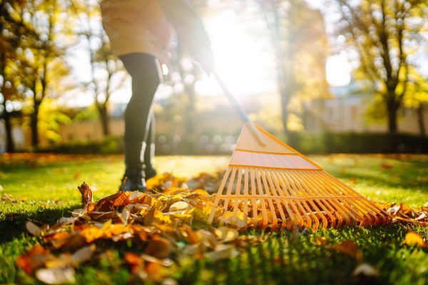 Leaves Raking in Zionsville