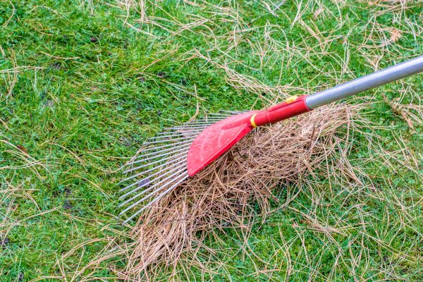 Yard Raking in Zionsville