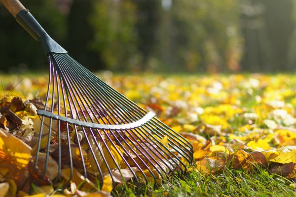 Leaf Removal in Zionsville