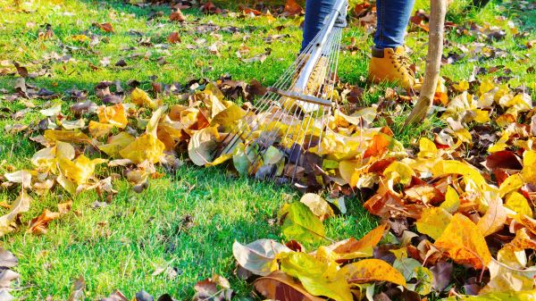 Lawn Cleanup Service in Zionsville