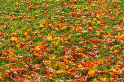Autumn Landscape Maintenance